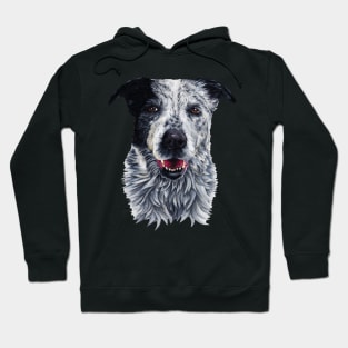 Blue Healer, Sir Charles Hoodie